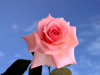 ch_assi1797_2.jpg