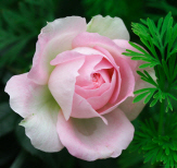 ch_jjang8855_120_1.jpg